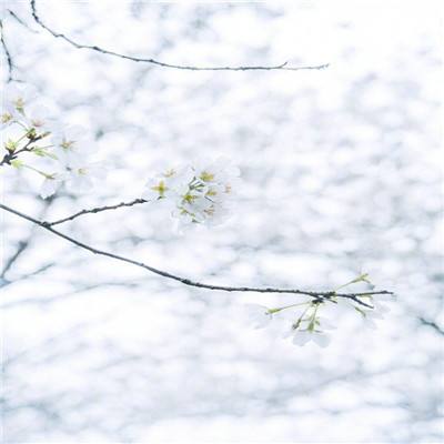 十里梅花香雪海 千树万树喜迎春